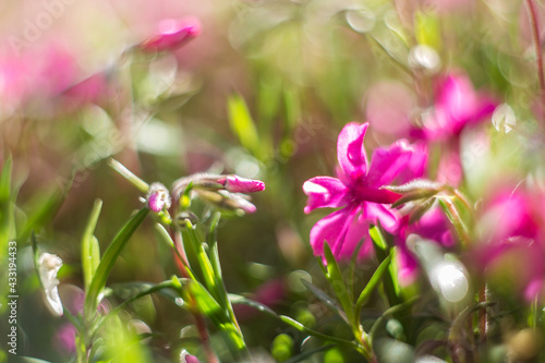 bright pink flowers on green background in sunlight 