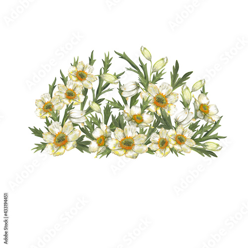 Spring, summer floral arrangement of white-yellow anemone flowers. Delicate meadow wildflowers in bouquet. Wedding invitation design. Watercolor hand painted isolated elements on white background.