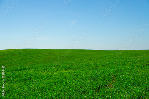 Summer landscape green grassy empty field with blue sky
