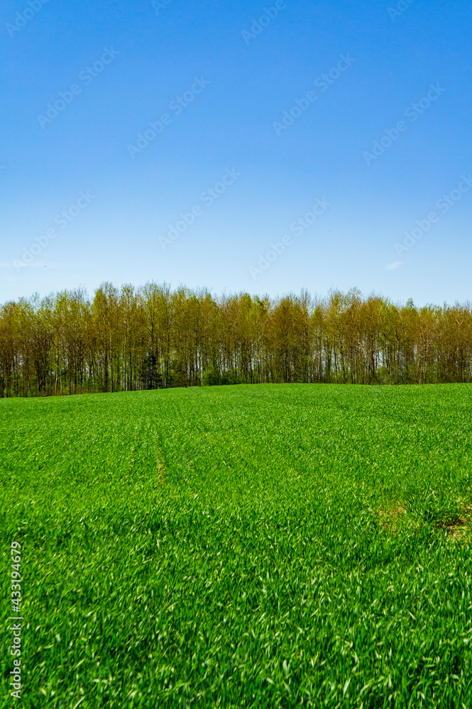 Forest at the edge of the horizon of a green field
