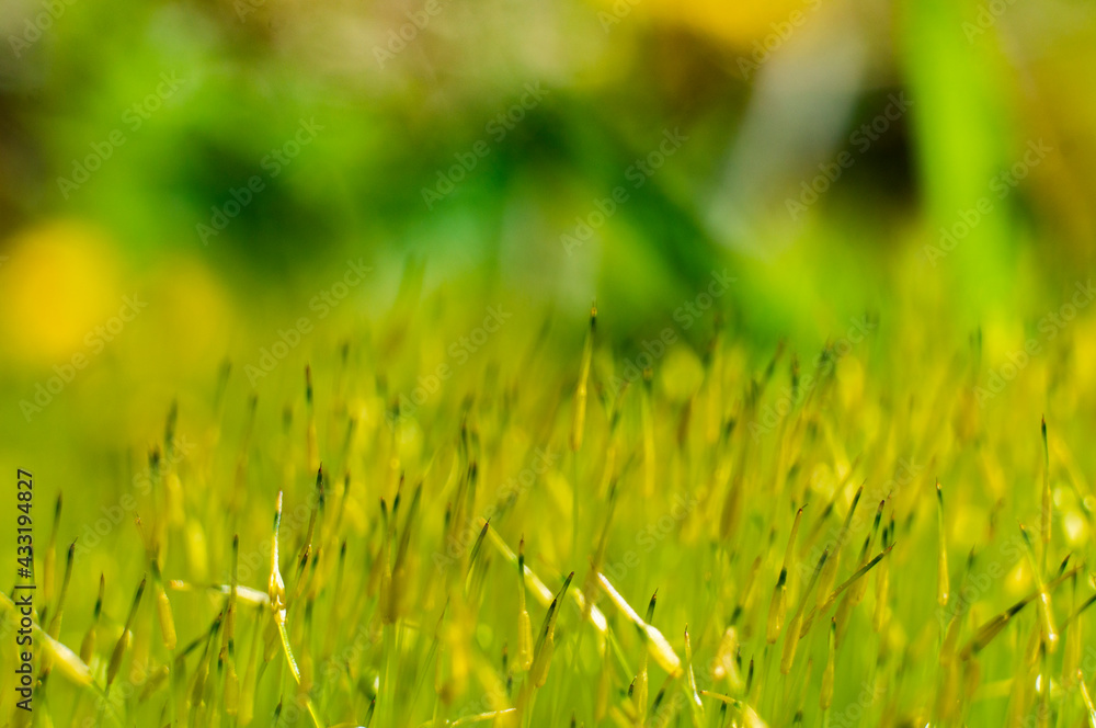 Yellow and green forest moss close up Yellow and green forest moss close up