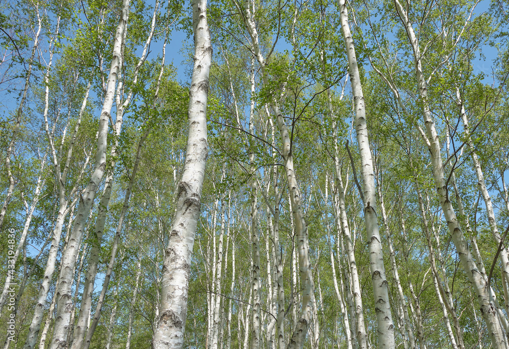 Fototapeta premium 見上げる白樺の木々（Looking up at the birch trees）