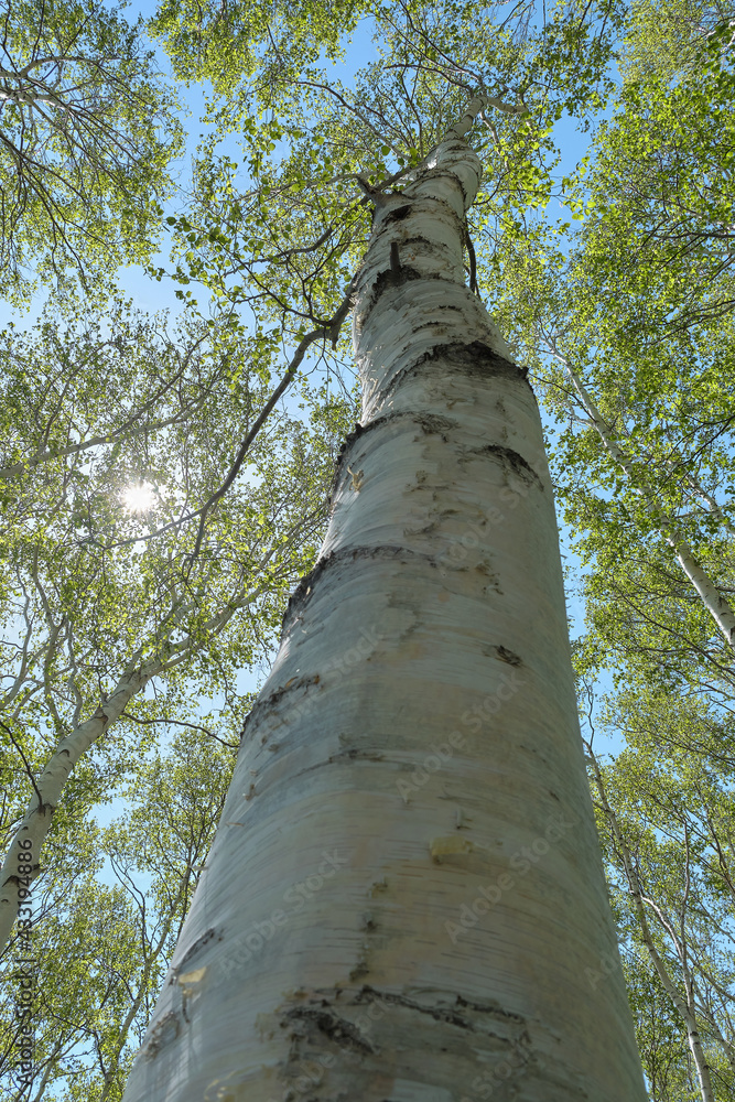 見上げる白樺の木（Looking up at the birch tree）