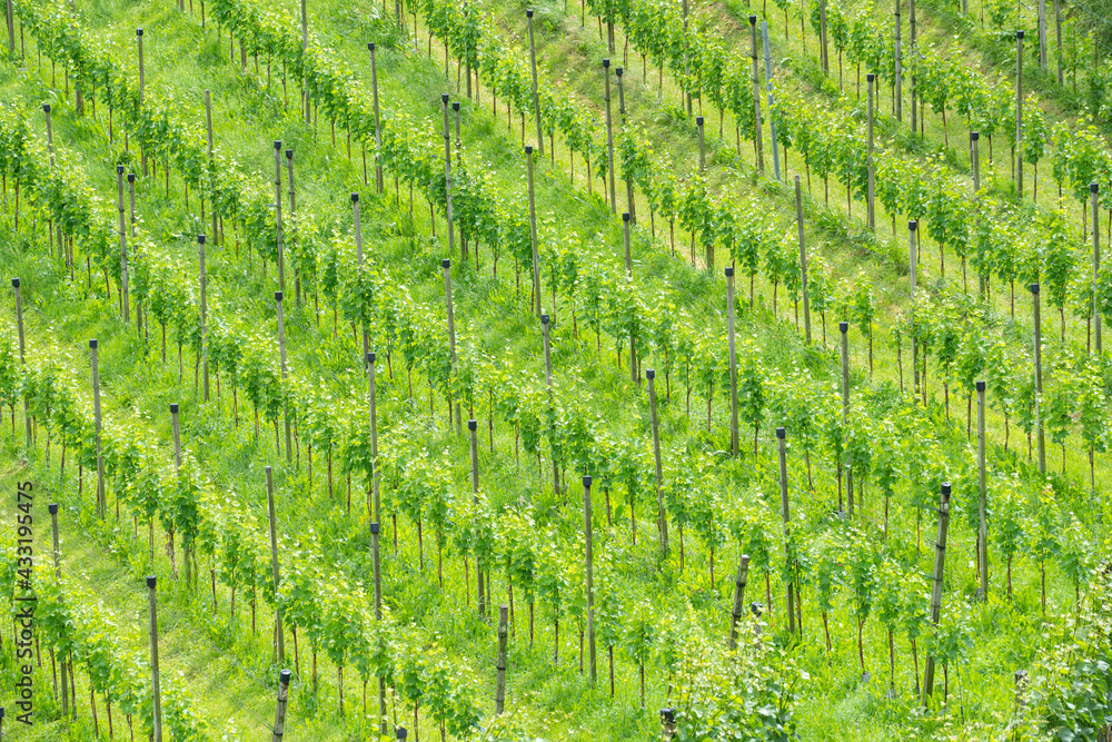 High angle view of a vineyard. Wine growing field in summer.