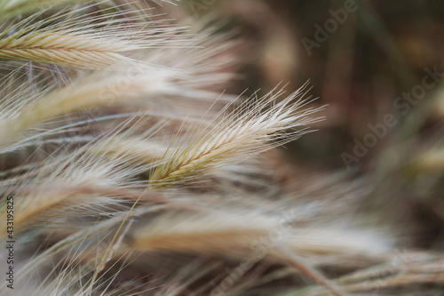 Selective soft focus of dry grass  reeds  stalks blowing in the wind at golden sunset light. Nature  summer  grass concept