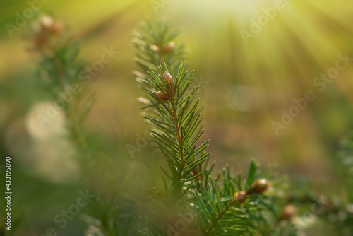 Fir branch with needles close-up on a green blurred background. 