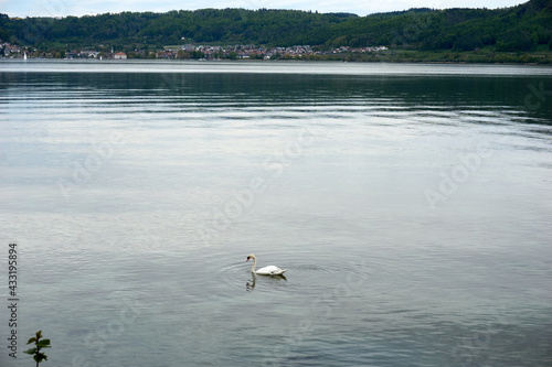elegant swan swims in lake constance