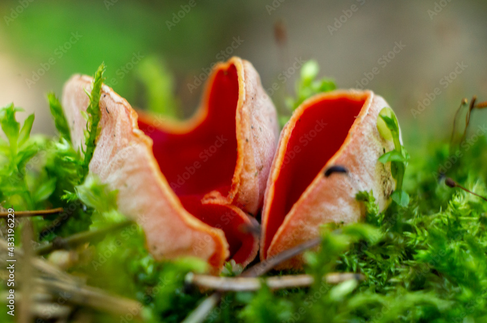Red edible forest mushroom sarcoscifa close-up. Macrophoto Red edible forest mushroom sarcoscifa close-up. Macrophoto