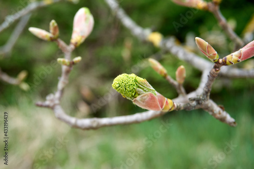 close up of green buds of a tree