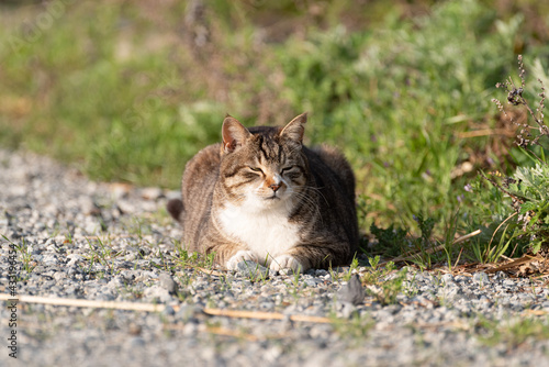 くつろぐ猫 キジトラ猫