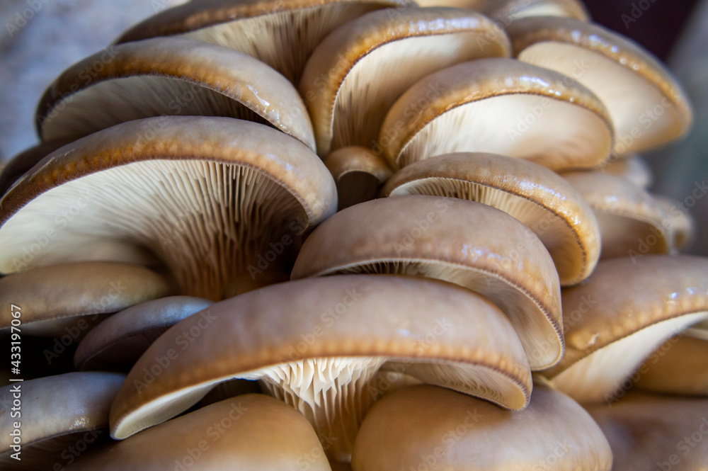 Growing mushroom mycelium and oyster mushrooms at home Growing mushroom mycelium and oyster mushrooms at home