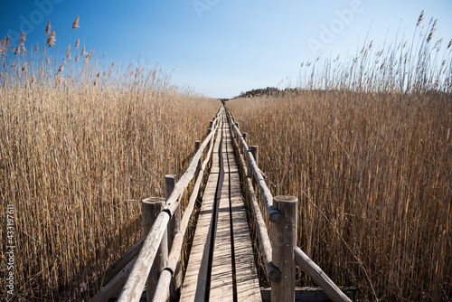 Reed trail in Kanieris lake, Latvia