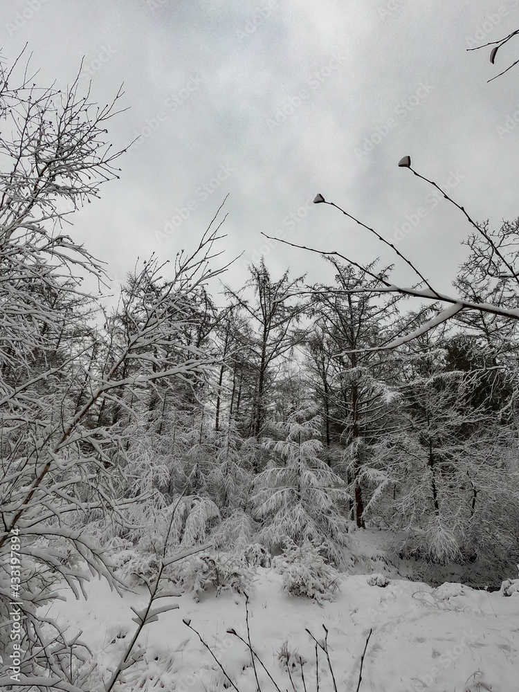 Thicket on a frosty winter morning. The forest trail is covered with snow. . High quality photo