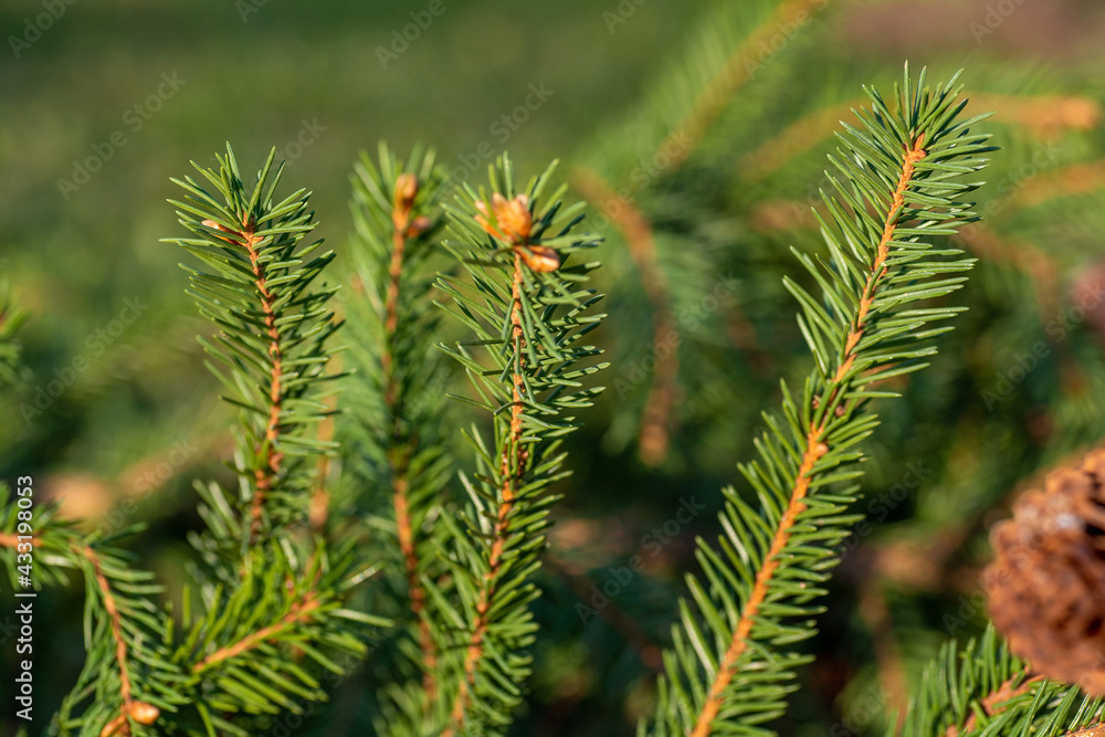 Three spruce branches close-up close-up, the edges of the branch with clearly visible needles. Three spruce branches close-up close-up, the edges of the branch with clearly visible needles.