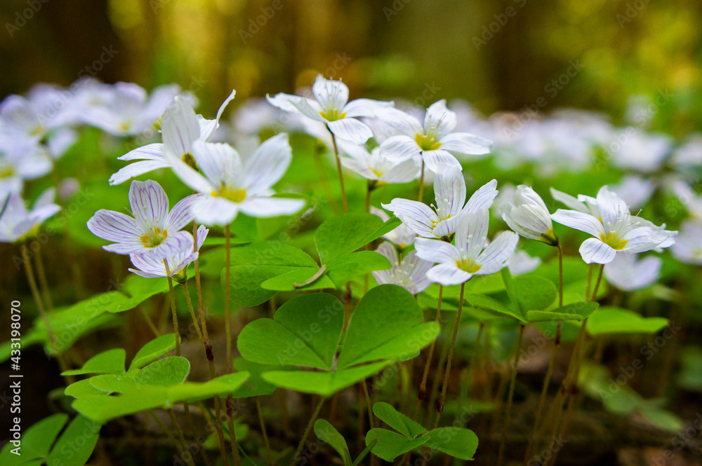 White forest spring violet and anemone flowers close up White forest spring violet and anemone flowers close up