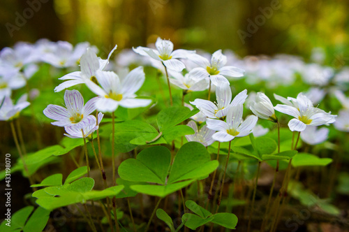 White forest spring violet and anemone flowers close up