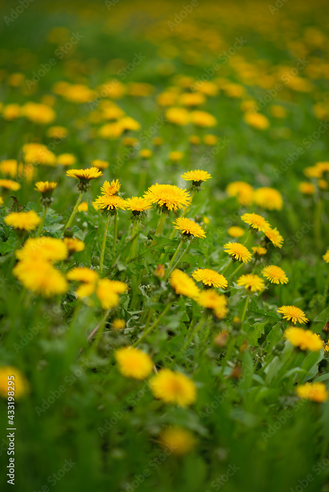Photo of yellow dandelions in a meadow.