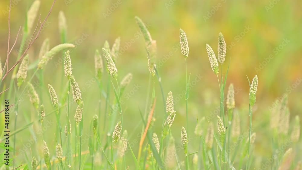 Summer meadow with long grass gently blowing in the wind Summer meadow with long grass gently blowing in the wind
