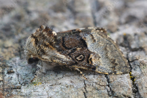 Closeup of the Nut-tree Tussock, Colocasia coryli on a piece of wood