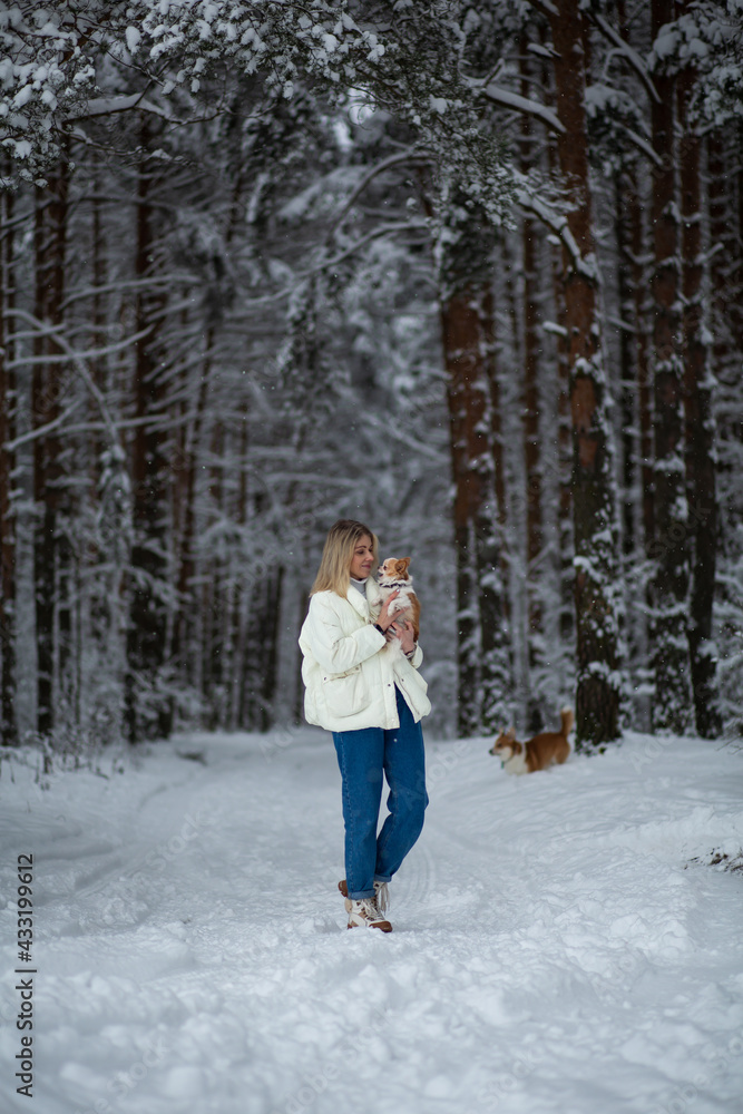 Blonde young female with ginger white chihuahua and welsh corgi pembroke in a snowy forest in winter