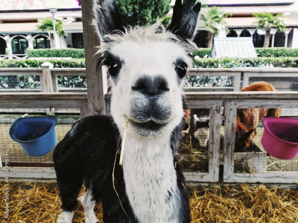 Fototapeta premium alpaca cub smiling close up