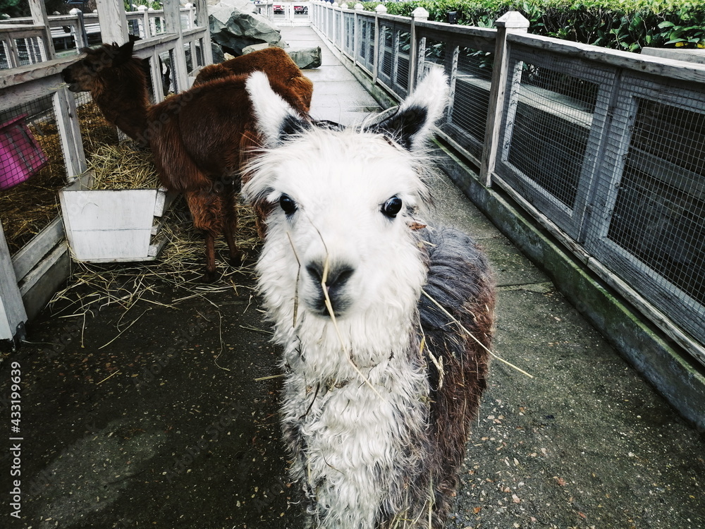 Fototapeta premium alpaca cub smiling in full growth