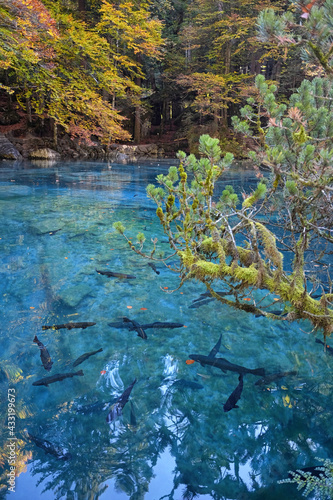 Fototapeta Naklejka Na Ścianę i Meble -  Blausee mountain lake in Switzerland in the Kander valley. Trout fish seen through crystal-clear water of Blue Lake in autumn. Yellow leaves on the surface.