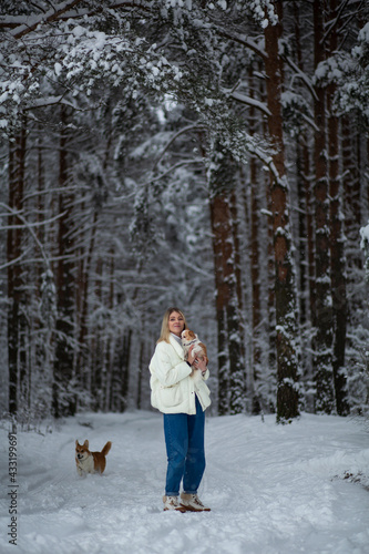 Blonde young female with ginger white chihuahua and welsh corgi pembroke in a snowy forest in winter