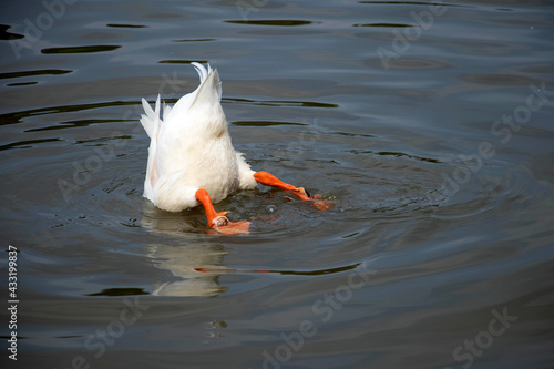 A white duck feeding itself by put its head into the water to find food. Cute and funny posture of a duck that shows its bottom and legs above the water.