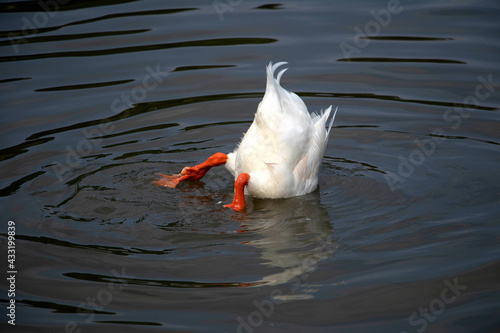 A white duck feeding itself by put its head into the water to find food. Cute and funny posture of a duck that shows its bottom and legs above the water.
