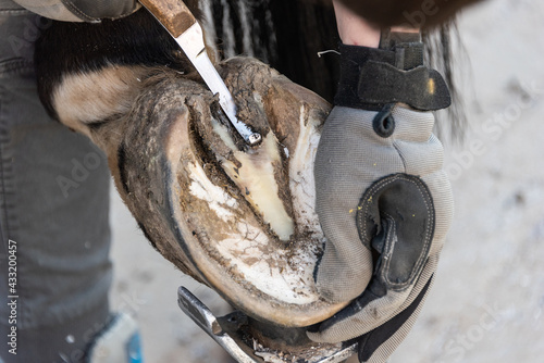 Natural hoof trimming - the farrier trims and shapes a horse's hooves using the knife, hoof nippers file and rasp. photo