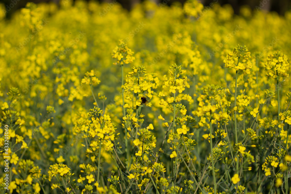 Rapsfeld mit Hummel