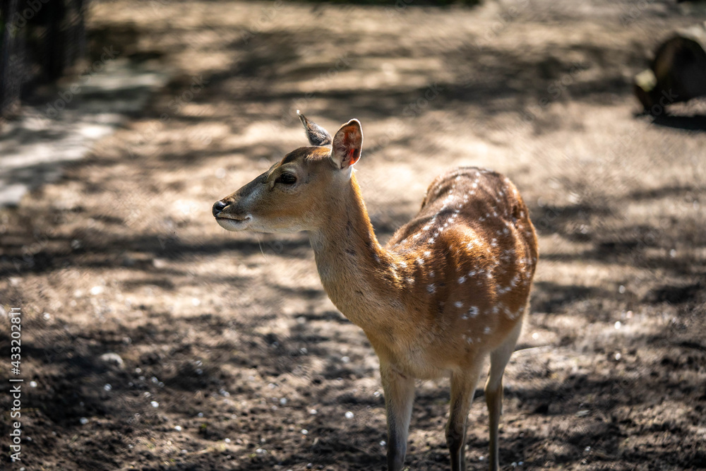 portrait of a beautiful gentle deer, wildlife portrait of a beautiful gentle deer, wildlife