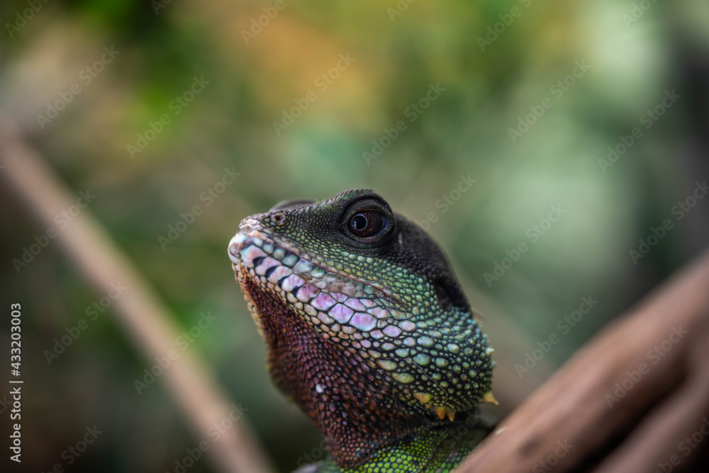 portrait of an incredibly beautiful colorful lizard