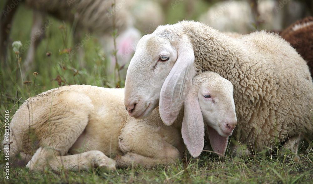 Fototapeta premium lamb with her mother in the middle of the flock