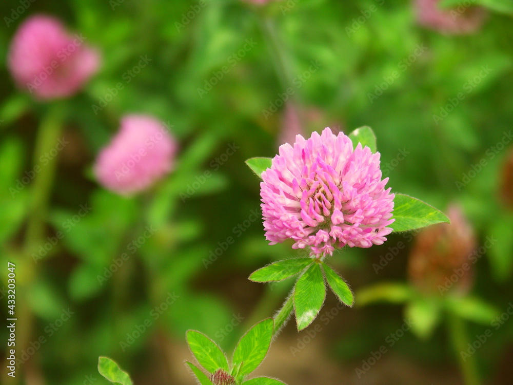 初夏の野原に咲く赤詰め草 初夏の野原に咲く赤詰め草