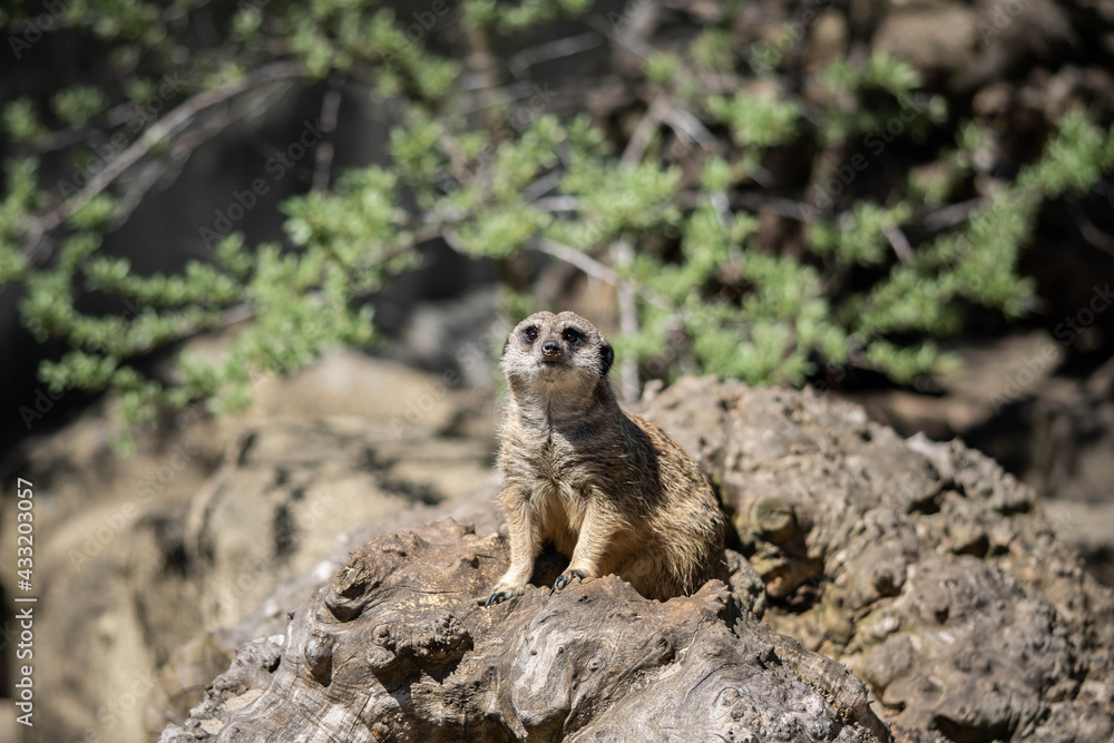 Fototapeta premium little cute meerkat sits on guard, wildlife
