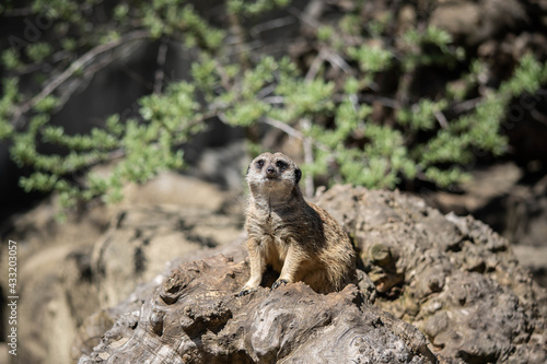 little cute meerkat sits on guard, wildlife © Olexandr