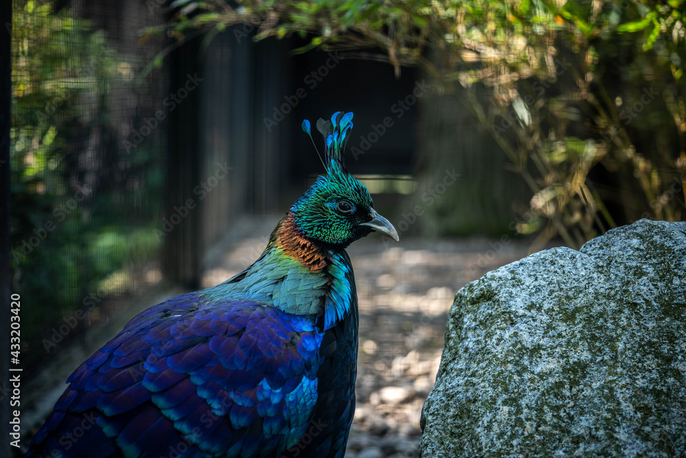 Obraz premium portrait of an incredibly beautiful himalayan monal