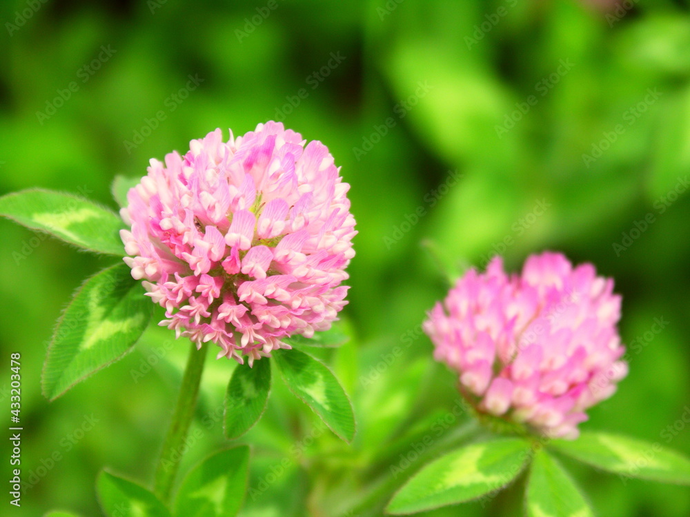 Fototapeta premium 初夏の野原に咲く赤詰め草