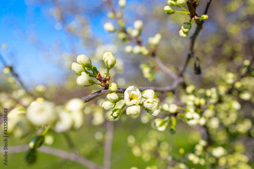 branches of a blooming Apple tree against the blue sky with clouds, large tender white buds as a symbol of spring branches of a blooming Apple tree against the blue sky with clouds, large tender white buds as a symbol of spring