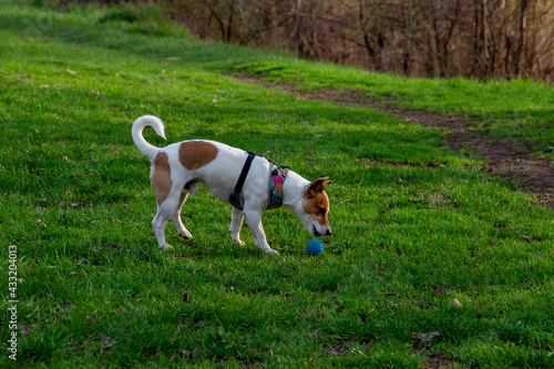 Dog Jack Russell Terrier breed in a field on green grass