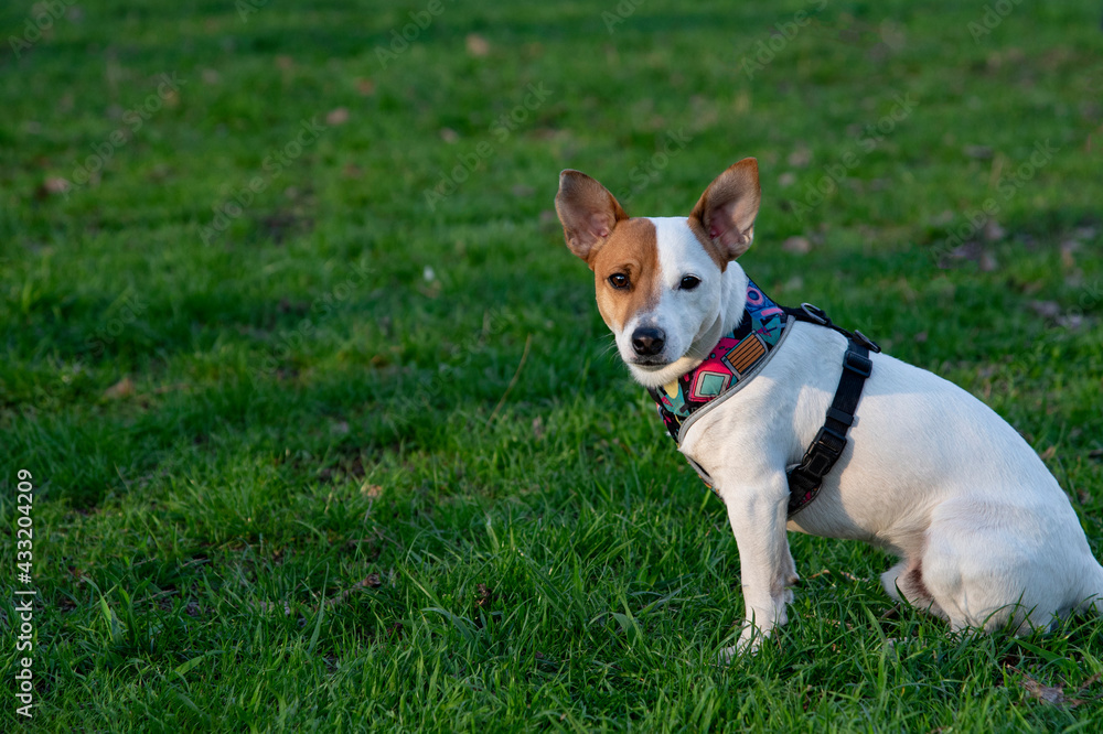 Dog Jack Russell Terrier breed in a field on green grass Dog Jack Russell Terrier breed in a field on green grass