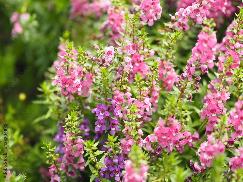 Forget me Not  Angelonia goyazensis Benth, Digitalis solicariifolia name purple flower pink flower on blurred of nature background