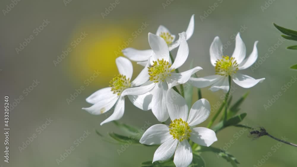 Beautiful white flower macro shot. Concept: nature, flowers, spring, biology, fauna, Beautiful white flower macro shot. Concept: nature, flowers, spring, biology, fauna,