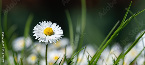 Spring summer flower background banner panorama - Close-up from green meadow with beautiful white daisy flowers ( Bellis perennis ) in sunny day