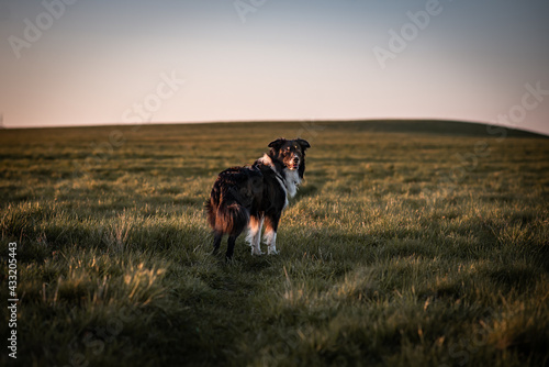 Australian shepherd
