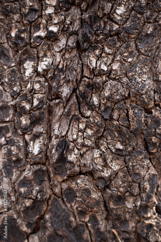 Burnt bark of the tree