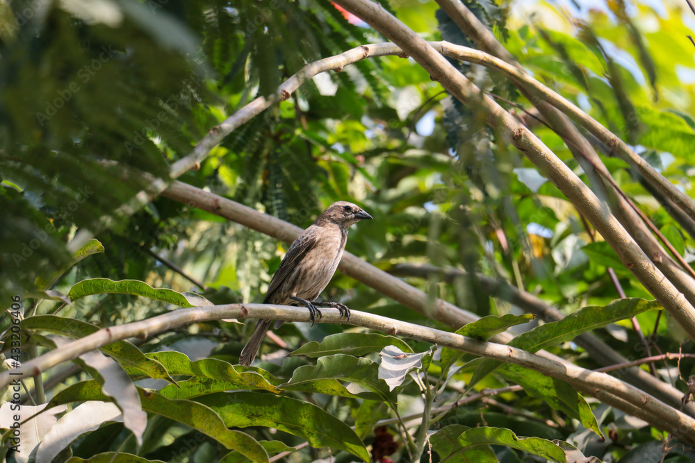 Bird with sparked brown plumage, it is on a branch of a tree.