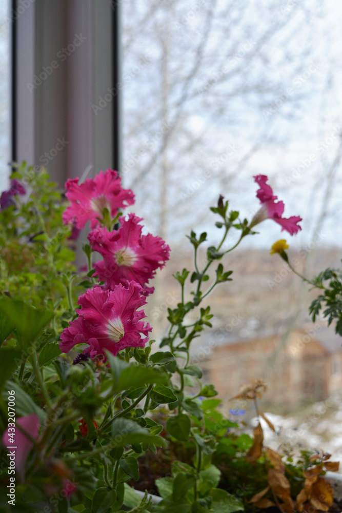 Pink petunia flowers in potted garden on the balcony in autumn